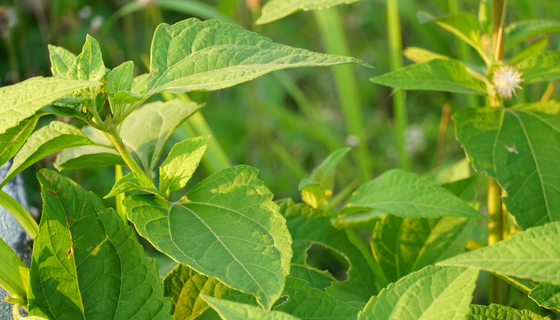 bevictor伟德官网-韦德官方网站